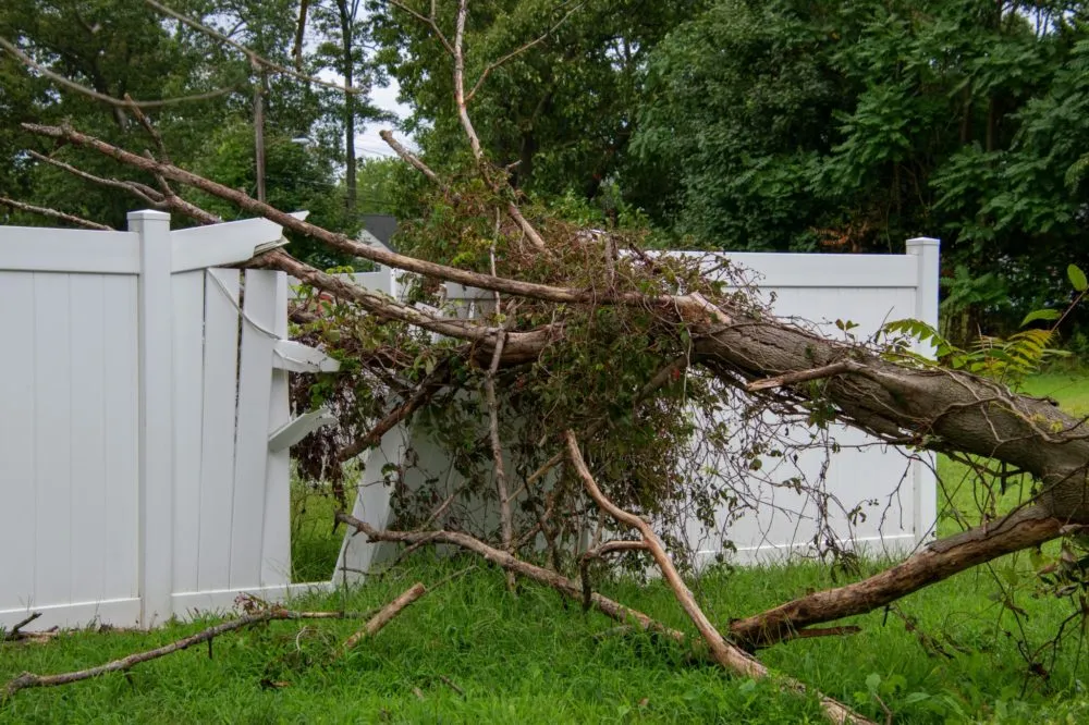 A fallen tree branch rests on a broken white fence surrounded by green grass and trees.