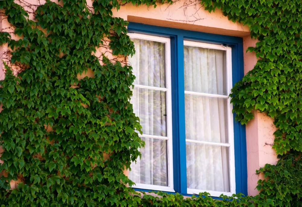 Window in an old building