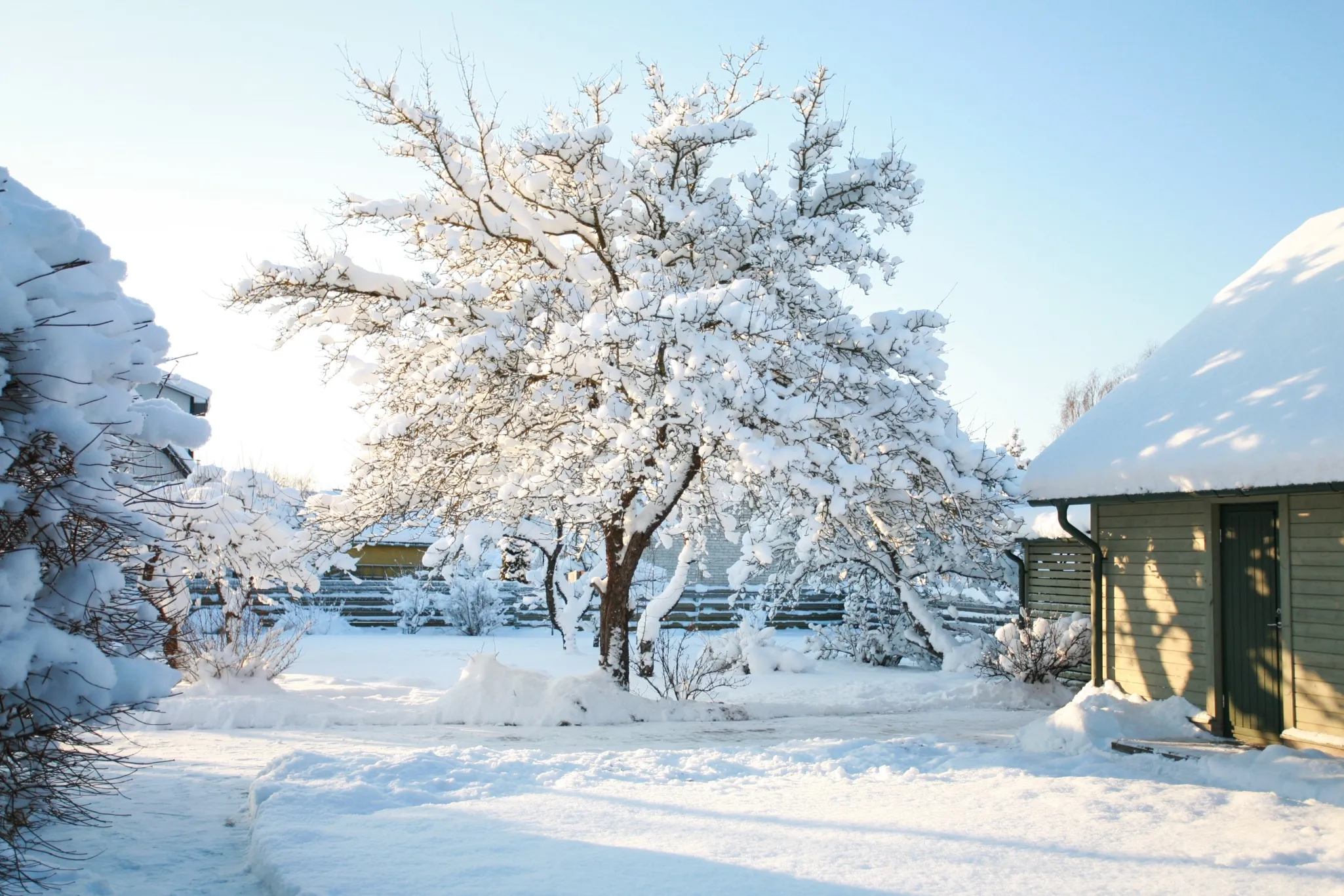 Snow covered tree in garden, near to building