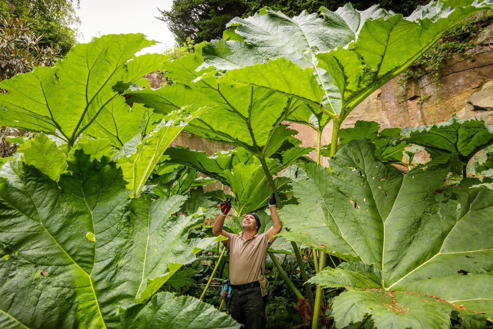 A person wearing a beige shirt prunes large green leaves of a plant in a dense garden with tall foliage.